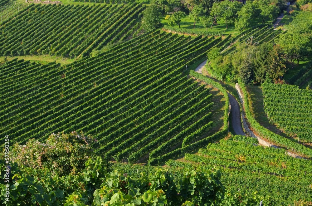 Wachau Weinberg - Wachau vineyard 16