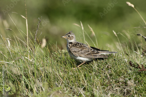 Wallpaper Mural Skylark, Alauda arvensis Torontodigital.ca