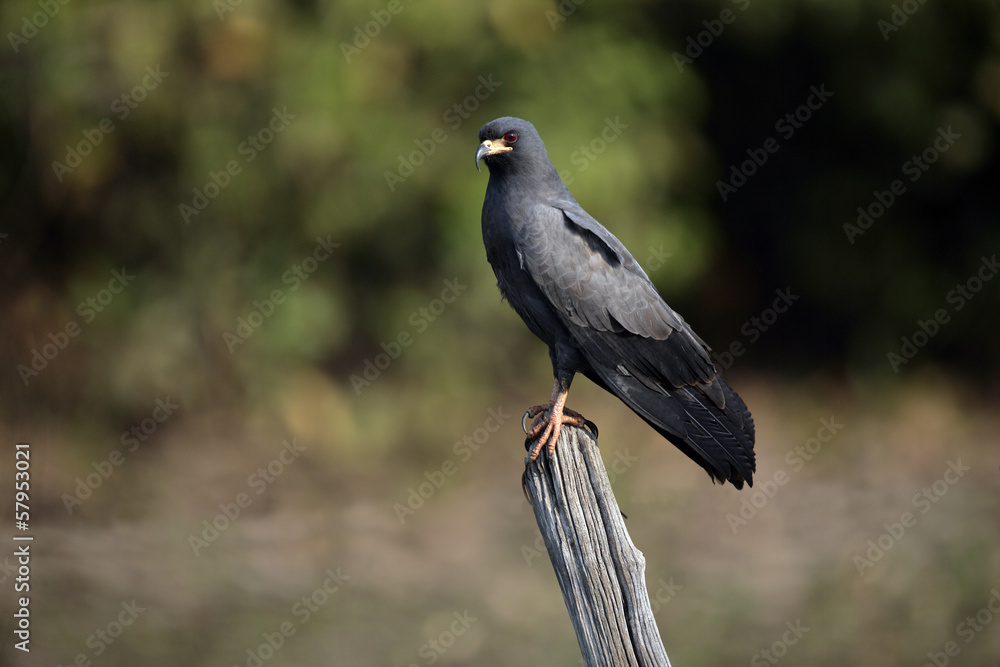 Snail kite, Rostrhamus sociabilis Snail kite, Rostrhamus sociabilis
