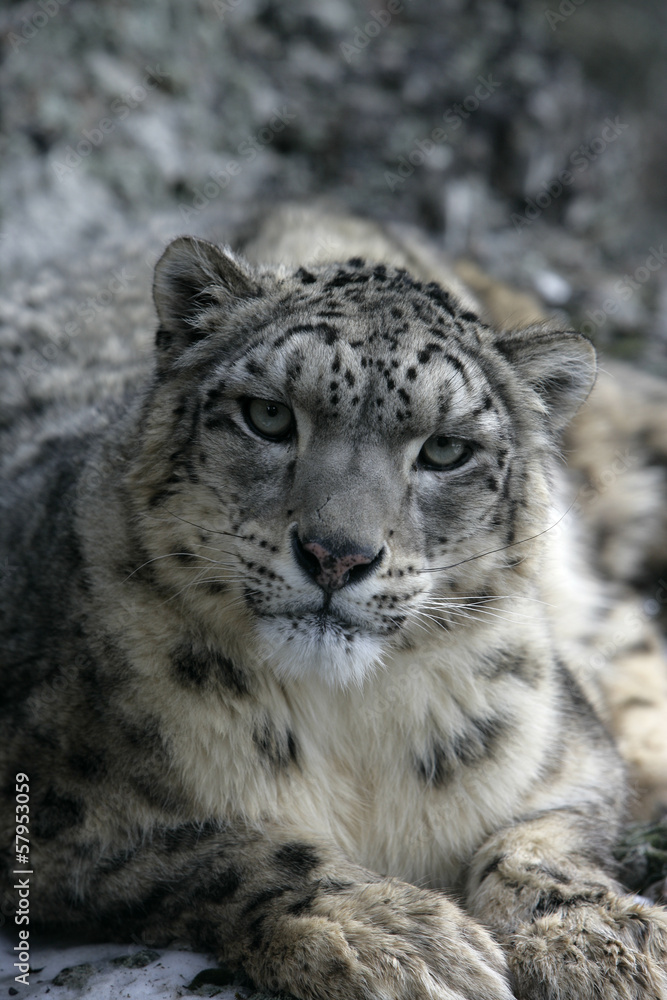 Fototapeta premium Snow leopard, Uncia uncia