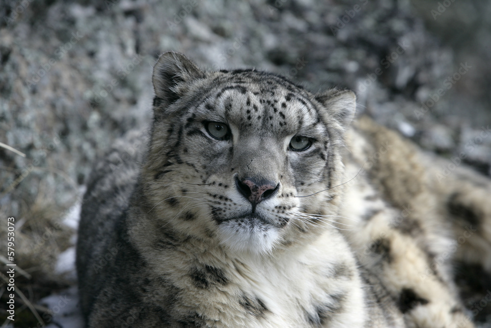 Fototapeta premium Snow leopard, Uncia uncia