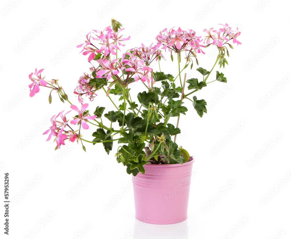 Pink Geranium flower in pot