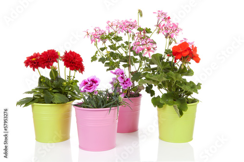 Different flowers in colorful pot