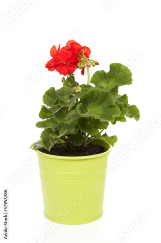 Fototapeta Naklejka Na Ścianę i Meble -  Red Geranium plant in green pot