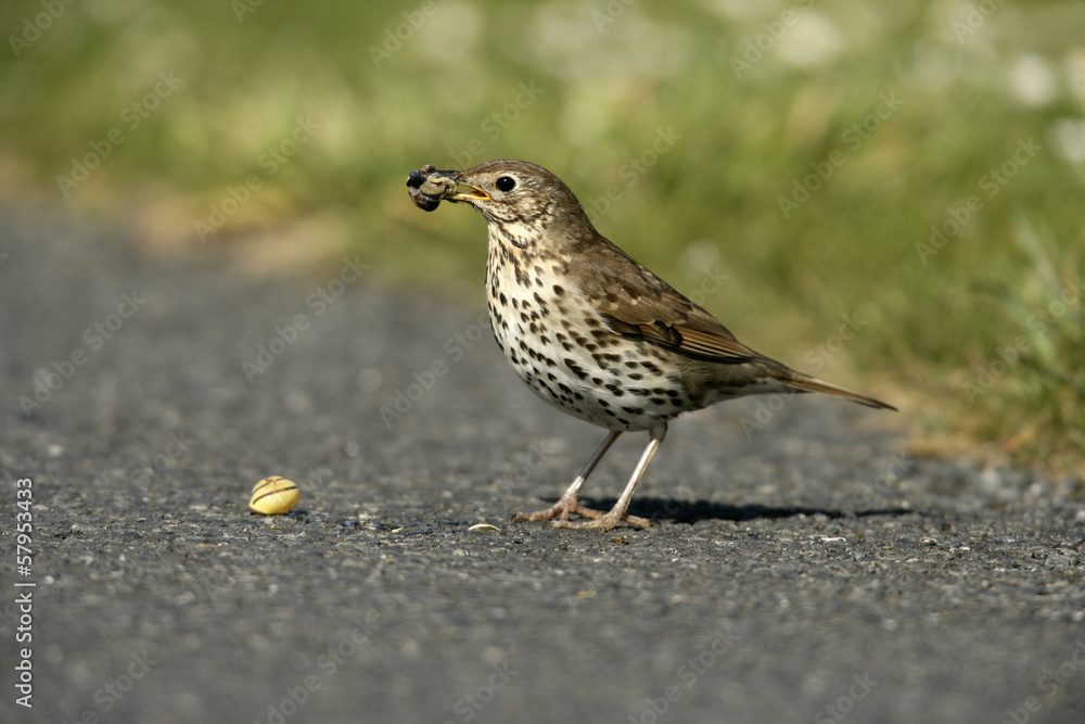 Fototapeta premium Song thrush, Turdus philomelos