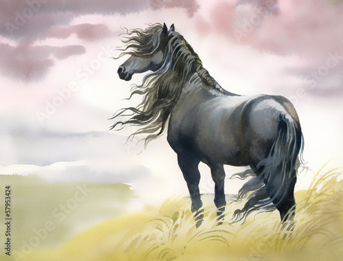 Black horse in a field
