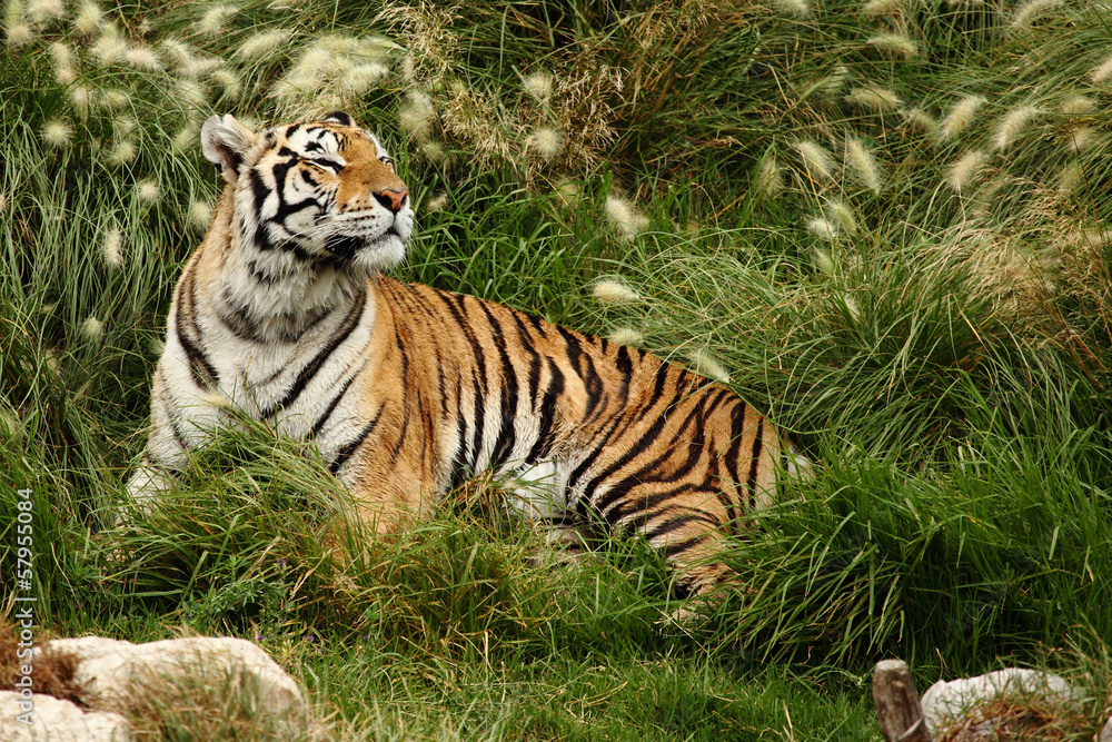 Fototapeta premium tiger resting