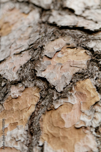 Wooden texture. Macro pine tree © Nneirda