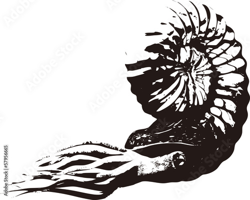 Ammonite
