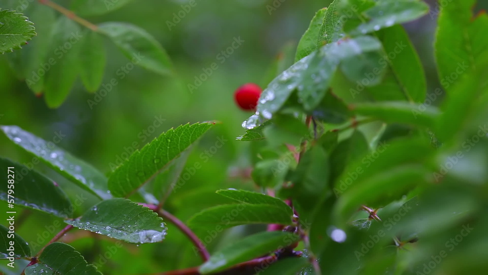 Single red berry among green leaves. Rack focus. Single red berry among green leaves. Rack focus.