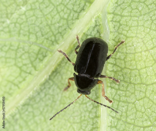 Leaf beetle, Cryptocephalus labiatus © Henrik Larsson