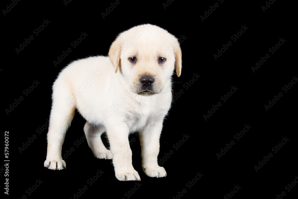 Labrador puppy standing and look sad in studio