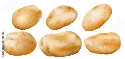 Canvas Print potato tubers on a white background