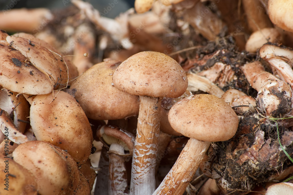 bunch of collected Armillaria mellea bunch of collected Armillaria mellea
