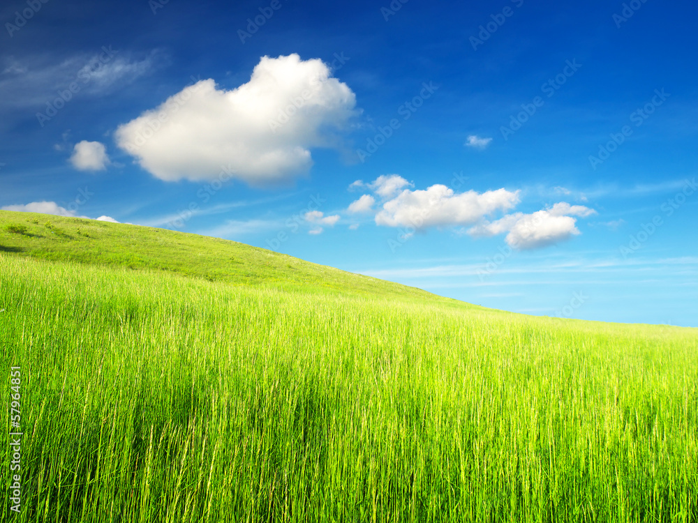 Field and cloudy sky. Beautiful summer landscape