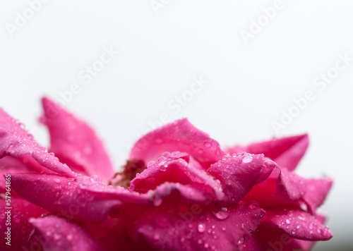Pink blossom with rain drops in front of white background