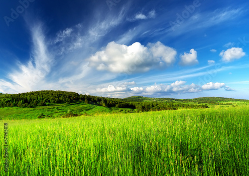 Field and cloudy sky. Beautiful summer landscape