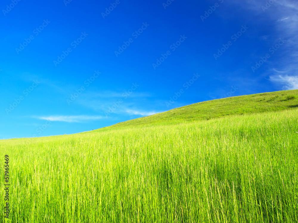 Field and cloudy sky. Beautiful summer landscape Field and cloudy sky. Beautiful summer landscape