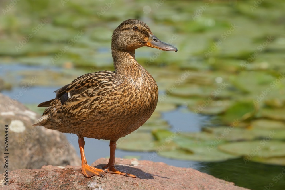 Mallard duck (Anas platyrhynchos), female Mallard duck (Anas platyrhynchos), female