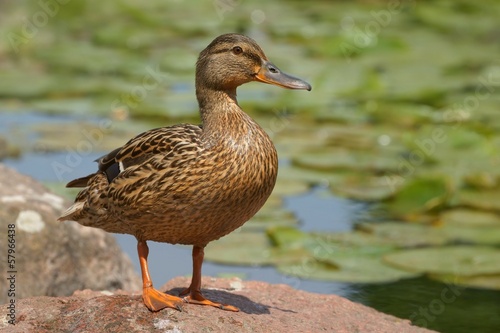 Mallard duck (Anas platyrhynchos), female