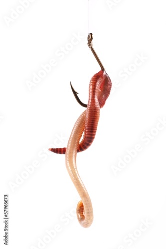 Fishing, red worm on the hook