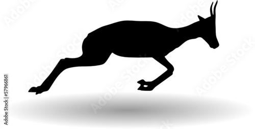 antelope