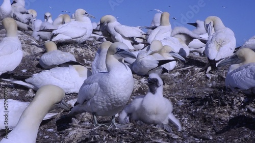 gannet Morus bassanus photo