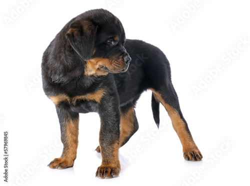 puppy rottweiler