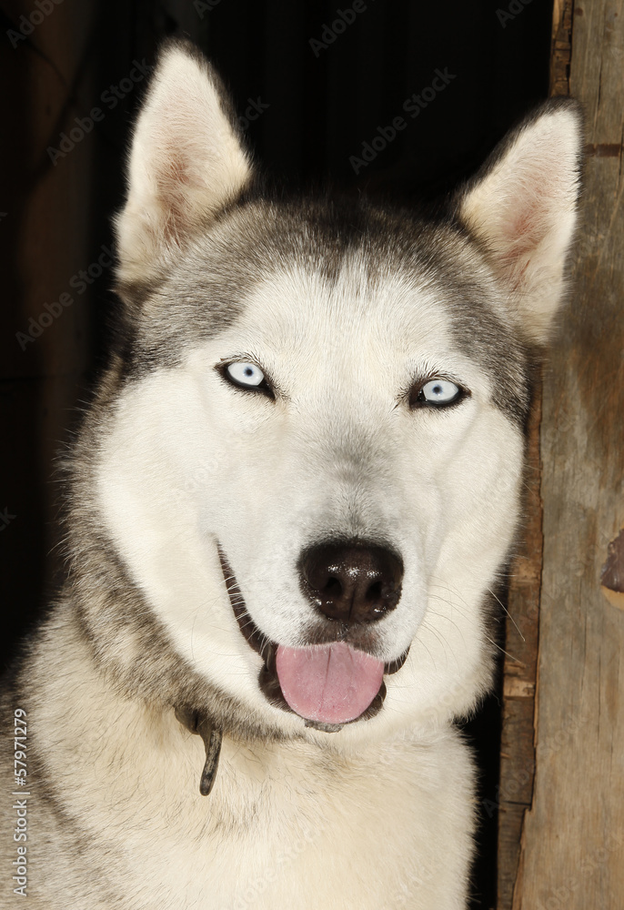 Husky dog