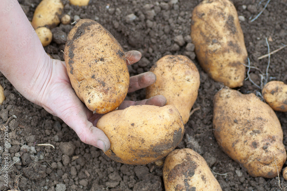 farmers hand holding some freshly harvested potatoes farmers hand holding some freshly harvested potatoes