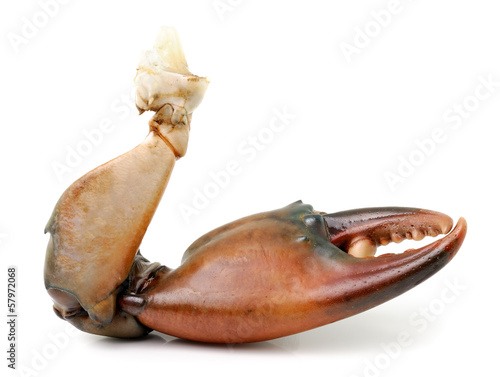 crab claw isolated on white background