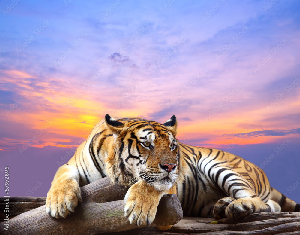 Fototapeta premium Tygrys szuka czegoś na skale z pięknym niebem o zachodzie słońca