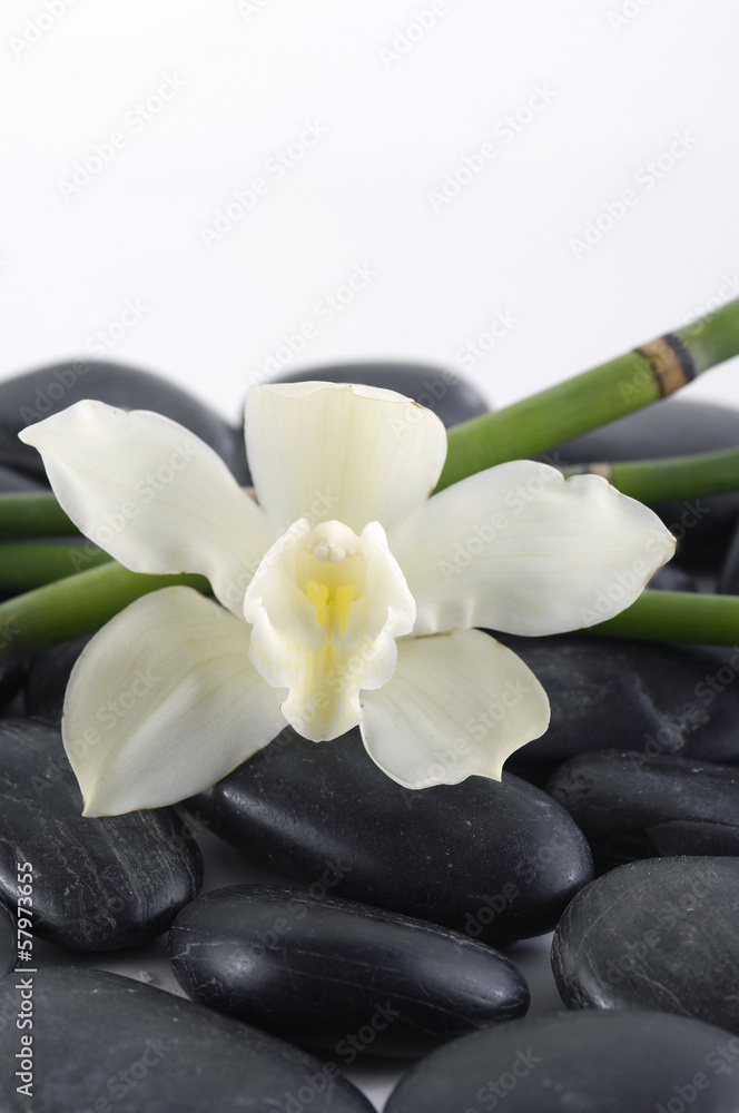 White orchid with bamboo grove on stones White orchid with bamboo grove on stones