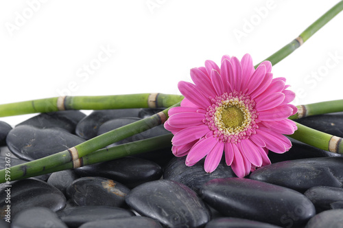 pink gerbera with thin bamboo grove on stones