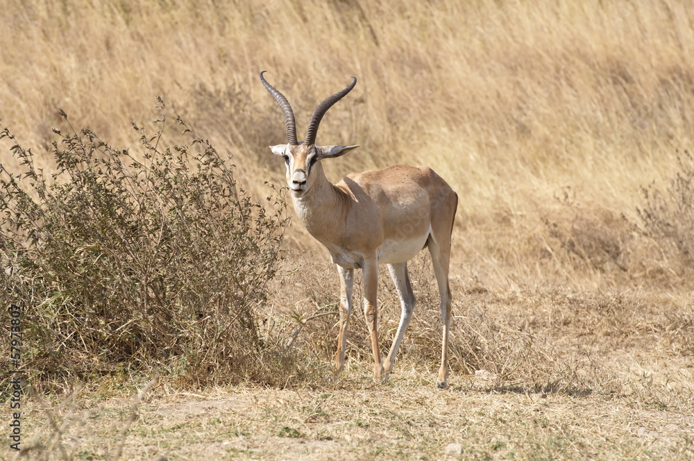 Impala Impala