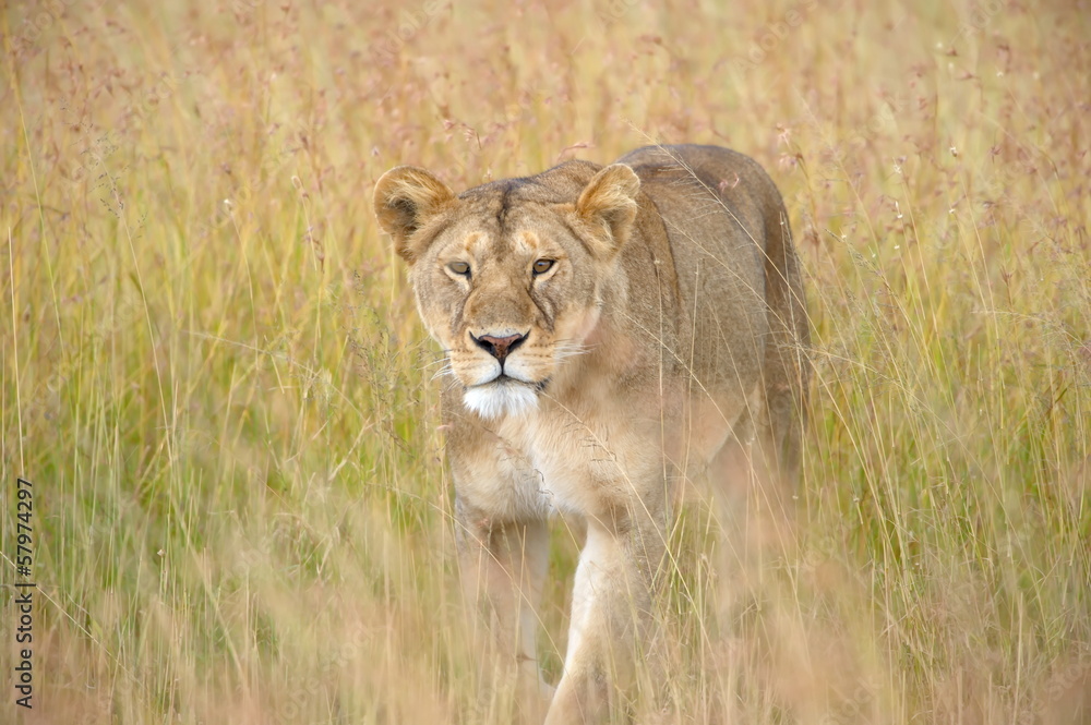 Lioness in the grass Lioness in the grass