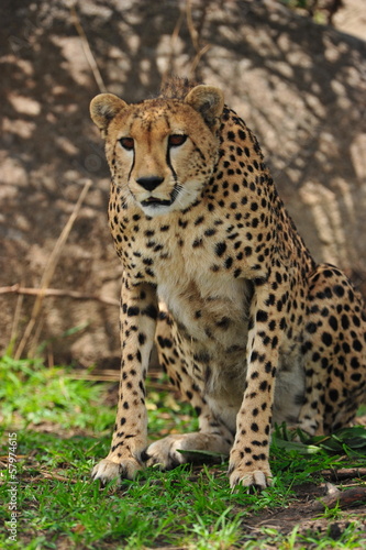 Portrait shot of an elegant African Cheetah © julianwphoto