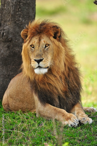 Fototapeta Naklejka Na Ścianę i Meble -  Portrait of a lion
