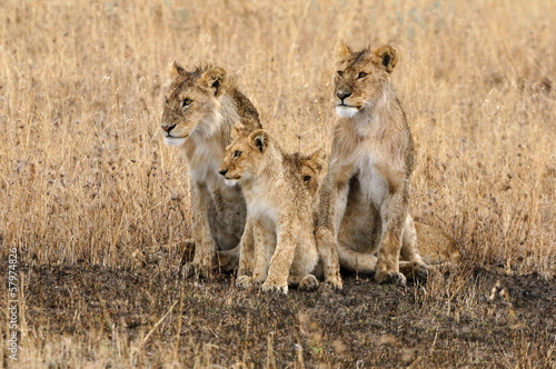 Pride of lions