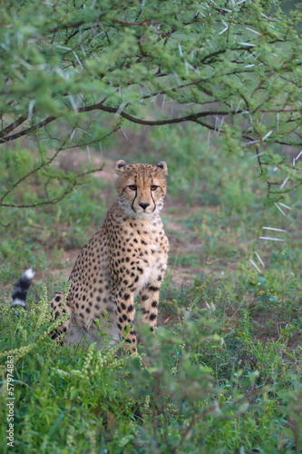 Portrait shot of an elegant African Cheetah
