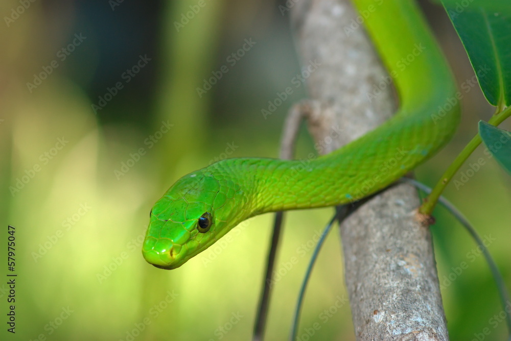 Shot of a Green Mamba on a branch Shot of a Green Mamba on a branch