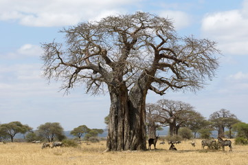 Leinwandbilder Baobab Riesiger Baobab als Schutz für Wildtiere  © julianwphoto