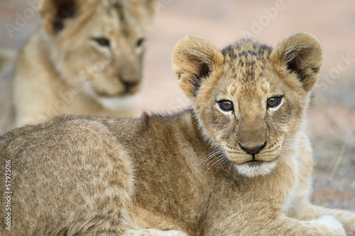 Lion cub © julianwphoto