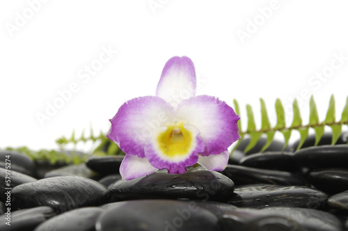 pink orchid with green fern on pebbles