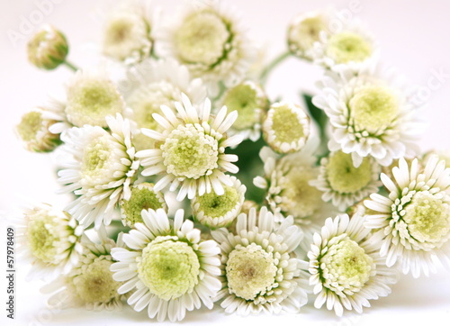 White chrysanthemum