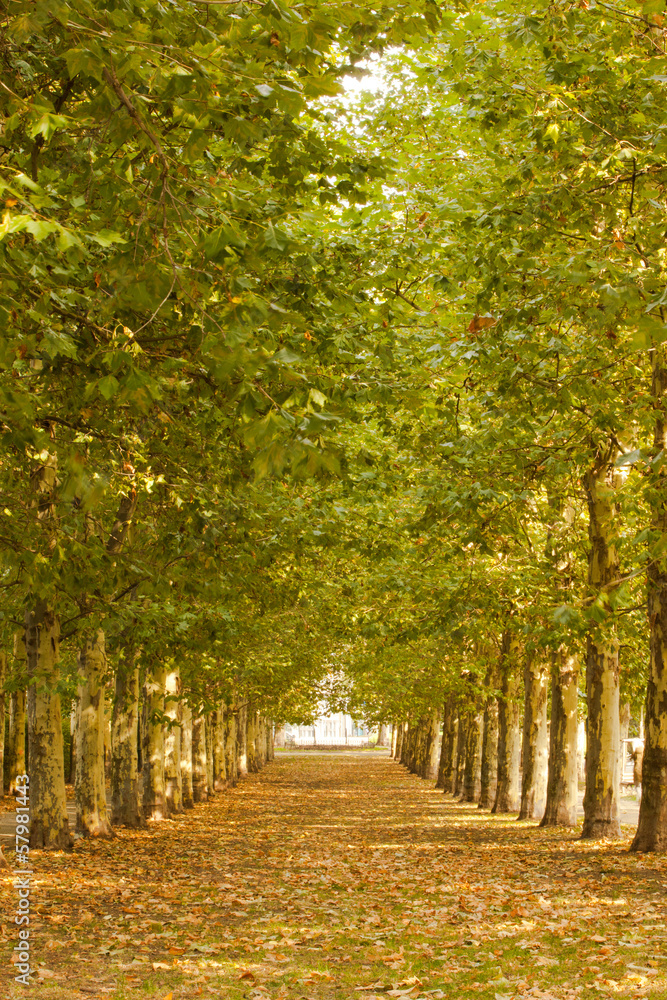 Naklejka premium Walkway along lined trees in the park