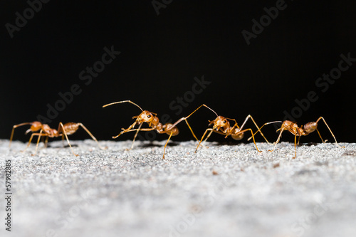 Row of orange working ants © mathisa
