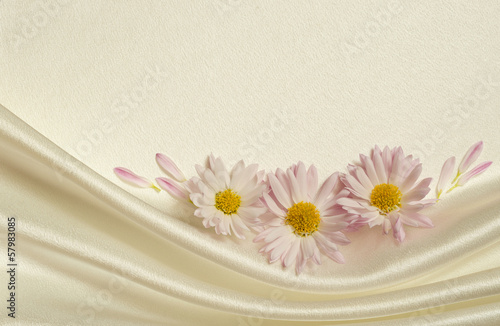 White background with daisies