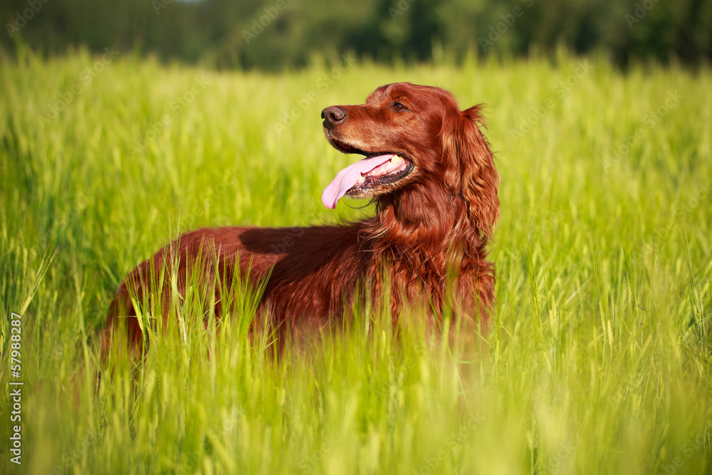 Red irish setter dog in field