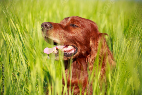 Obraz na płótnie Red irish setter dog in field